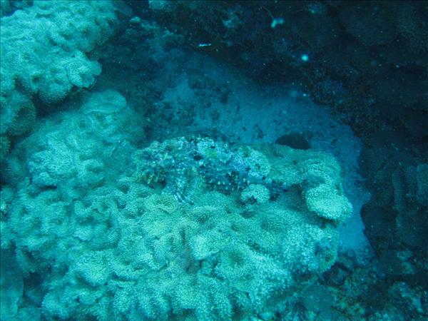 Similan Day 1 011.jpg
